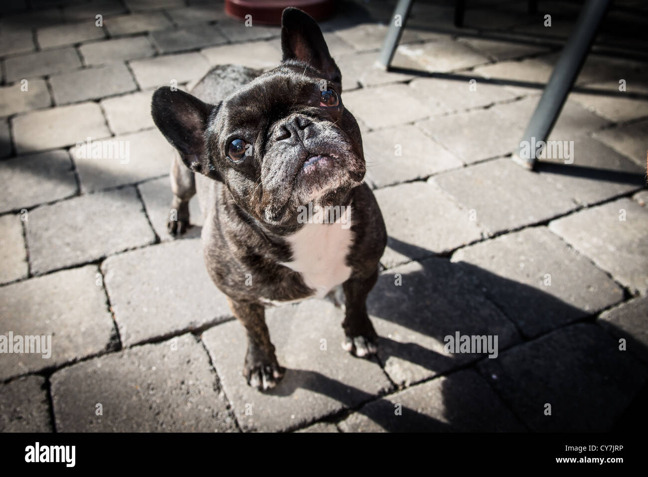 Chien noir à la façon d'en suis adorable Banque D'Images