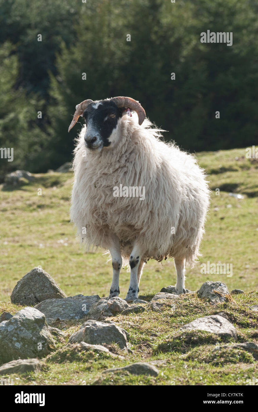 Scottish Blackface moutons. L'Ecosse Banque D'Images