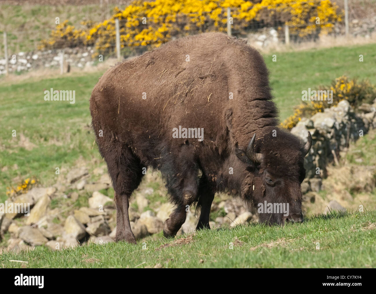 Bison des plaines d'Amérique du Nord pour le bœuf, l'Aberdeenshire, Ecosse Banque D'Images Bison des plaines d'Amérique du Nord pour le bœuf, l'Aberdeenshire, Ecosse Banque D'Images