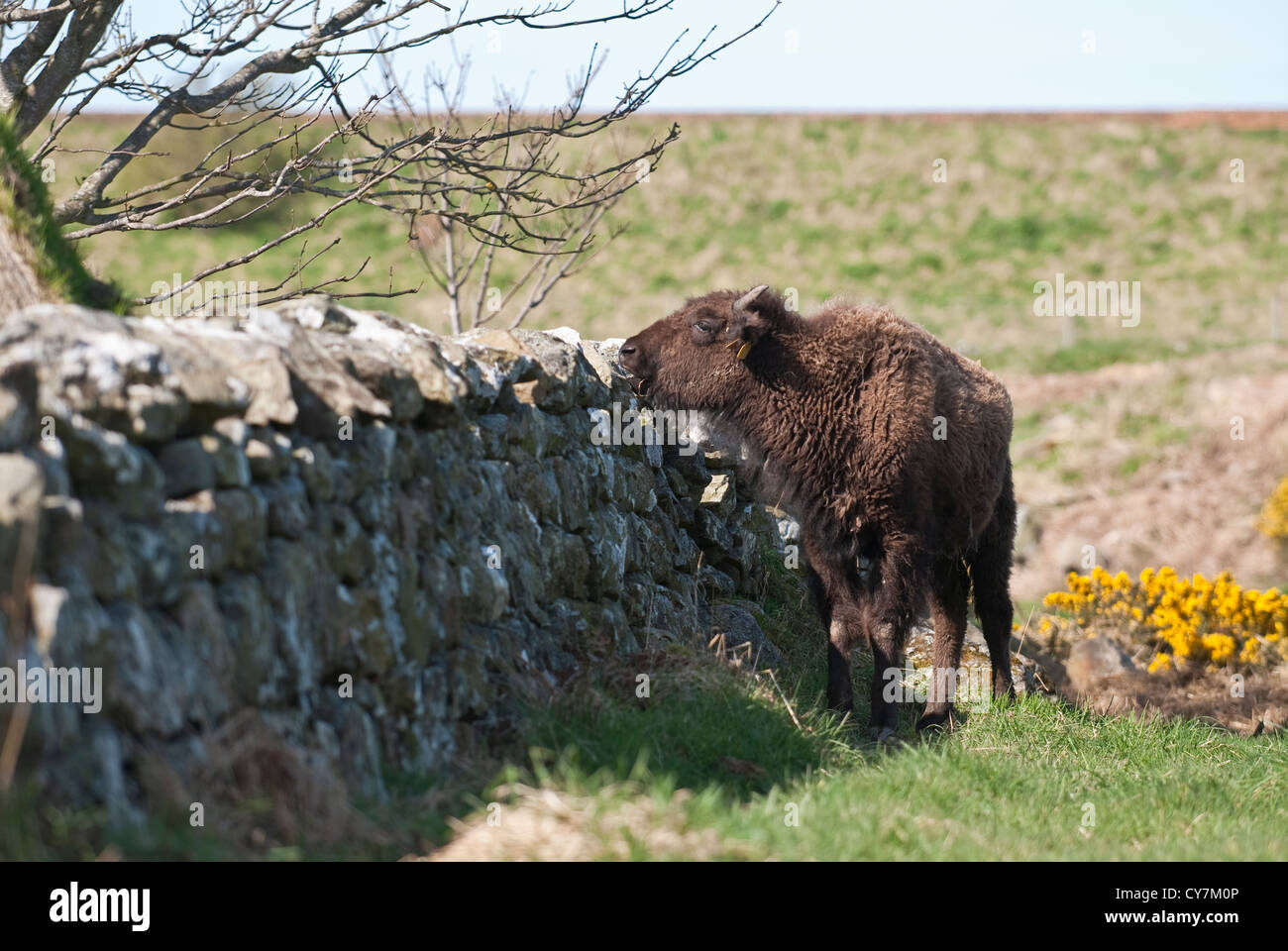 Bison des plaines d'Amérique du Nord pour le bœuf, l'Aberdeenshire, Ecosse Banque D'Images Bison des plaines d'Amérique du Nord pour le bœuf, l'Aberdeenshire, Ecosse Banque D'Images
