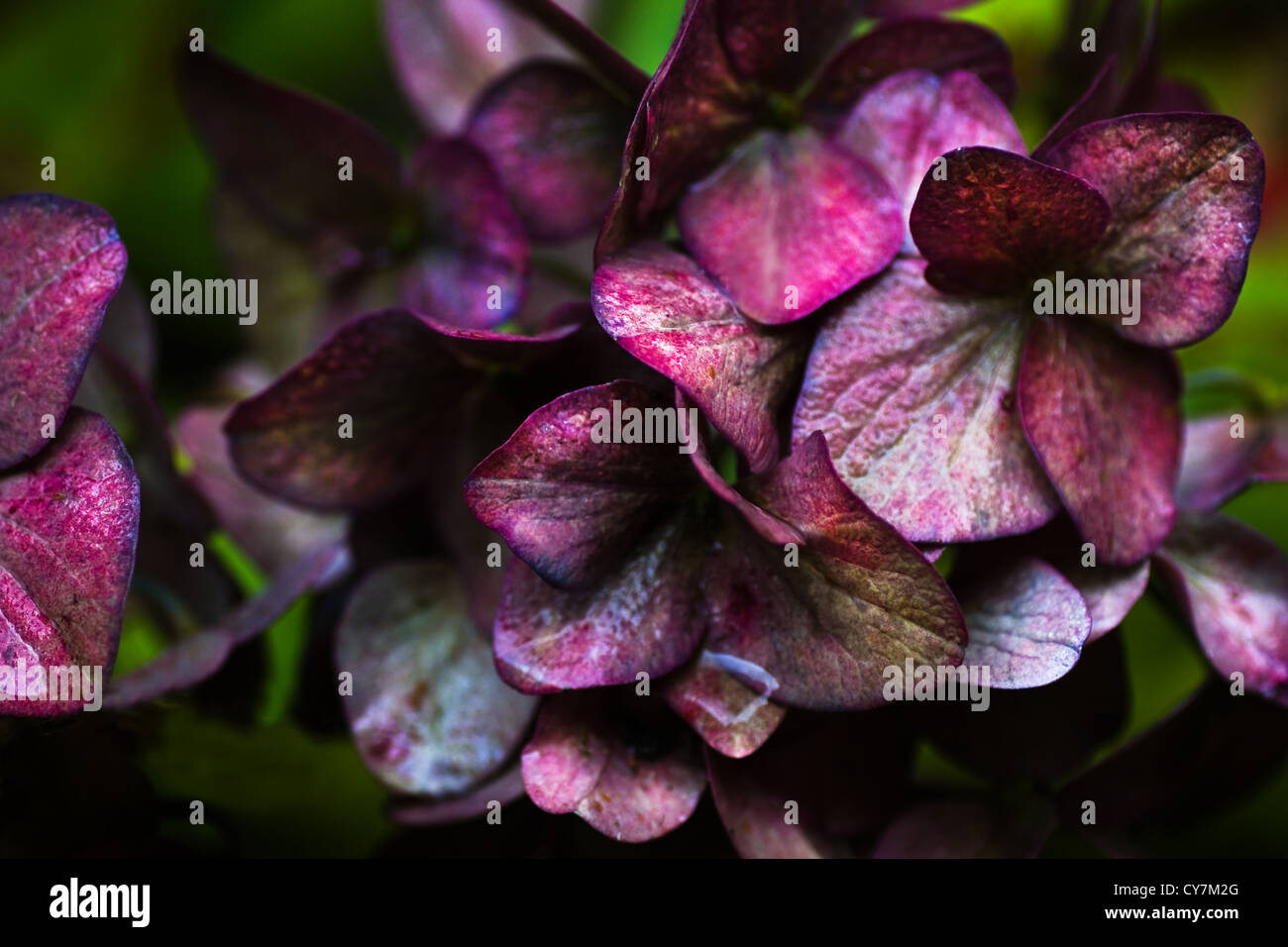 Éclat métallique sur la décoloration des fleurs Hortensia sous la pluie à l'automne Banque D'Images