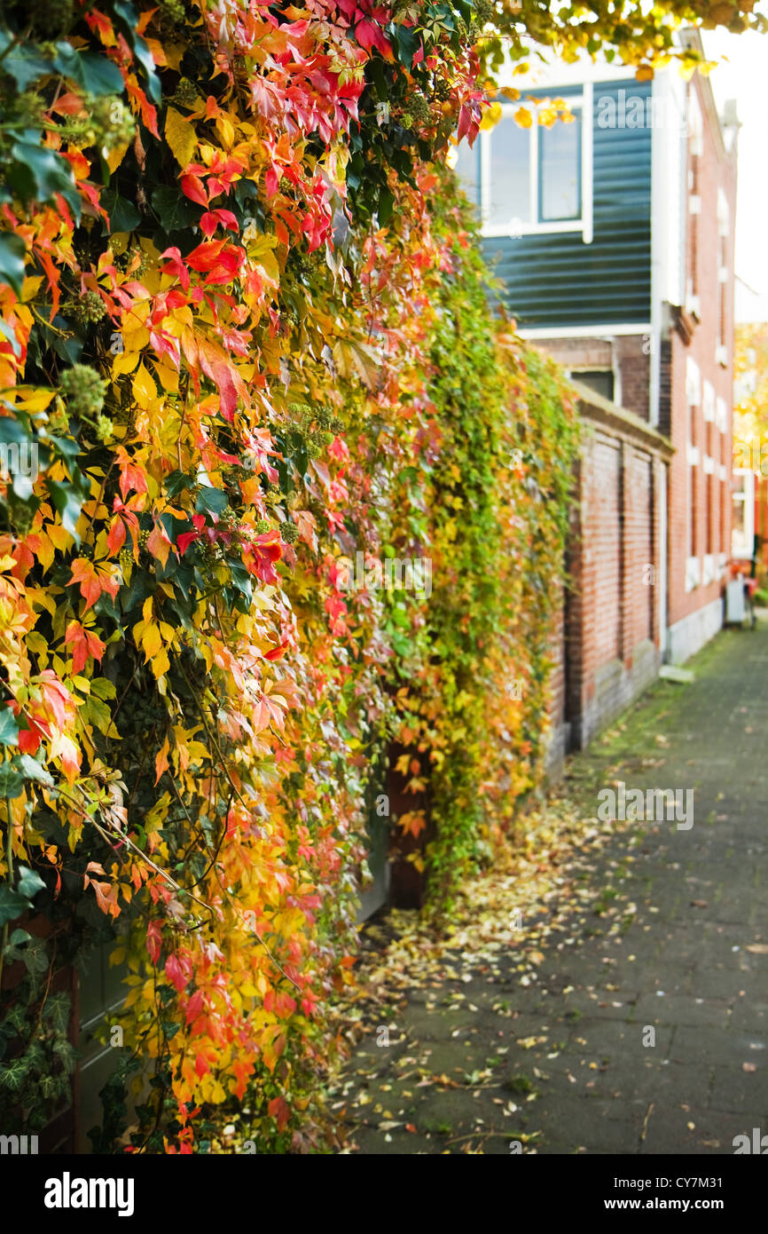 L'automne dans la ville - des arbres avec des feuilles jaunes et colorée de plus en plus rampante de Virginie sur un mur Banque D'Images