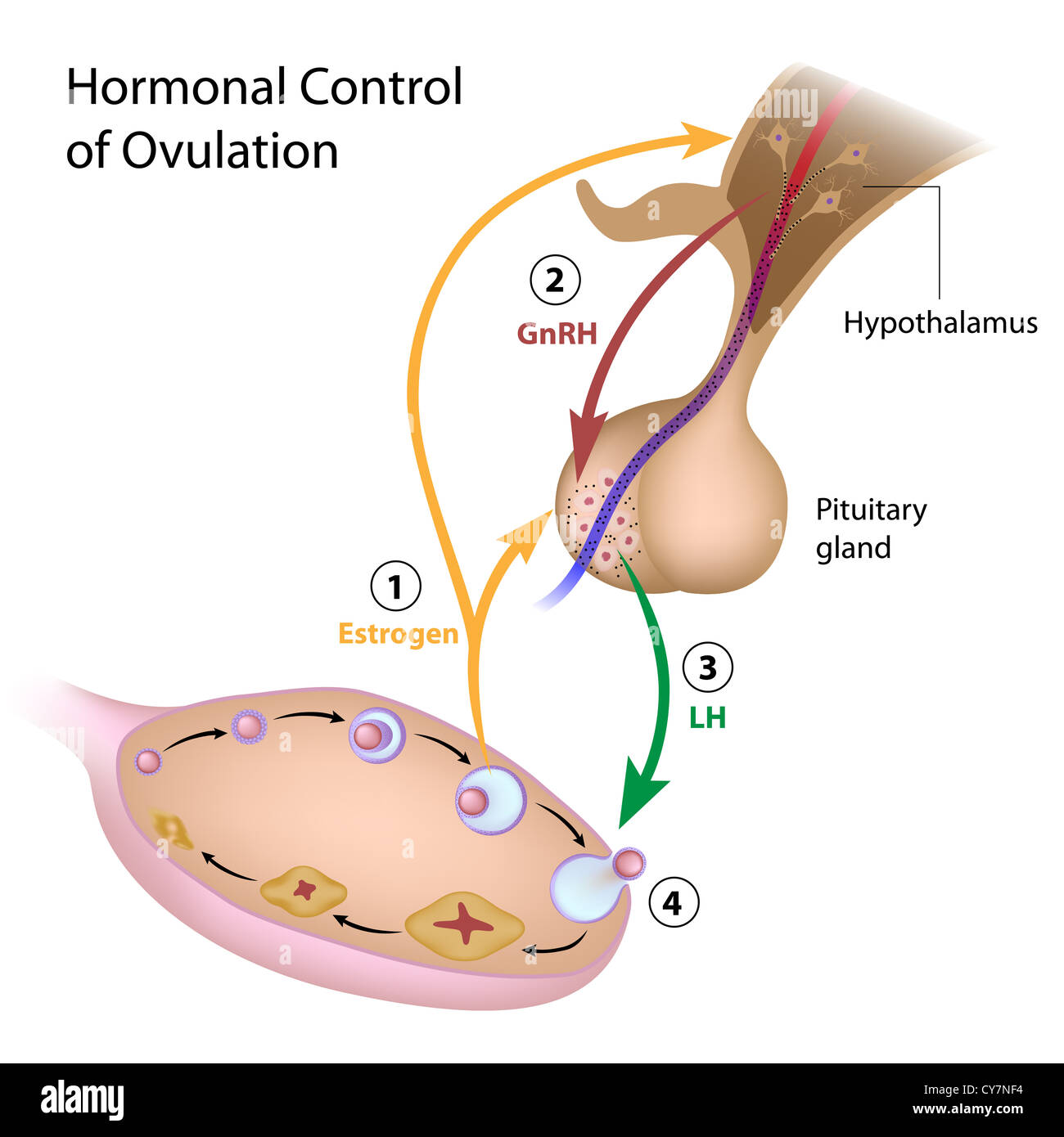 Le contrôle hormonal de l'ovulation Banque D'Images