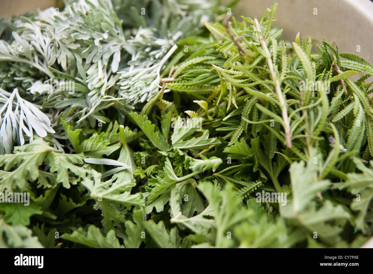 Mélange d'épices et de tisane de feuilles de menthe, Pelargonium graveolens  (Géranium) et arbre de grande absinthe (Artemisia arborescens Photo Stock -  Alamy