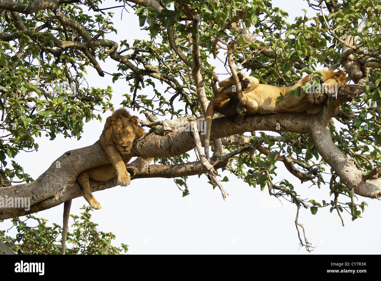 Lion dort sur un arbre. Photographié au Queen Elizabeth National Park, Secteur Ishasha, Ouganda Banque D'Images
