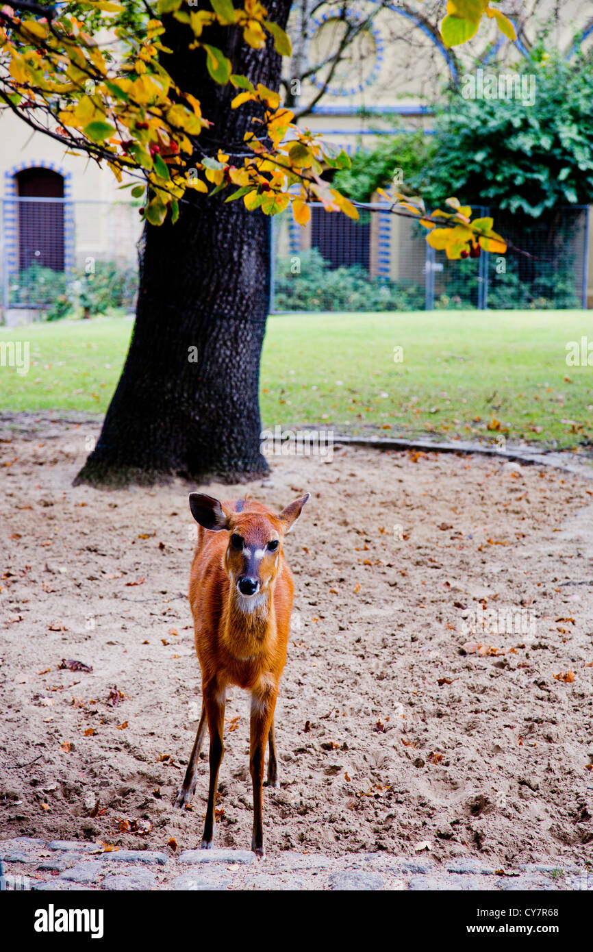 Le jardin zoologique de Berlin, Berlin, Allemagne Banque D'Images