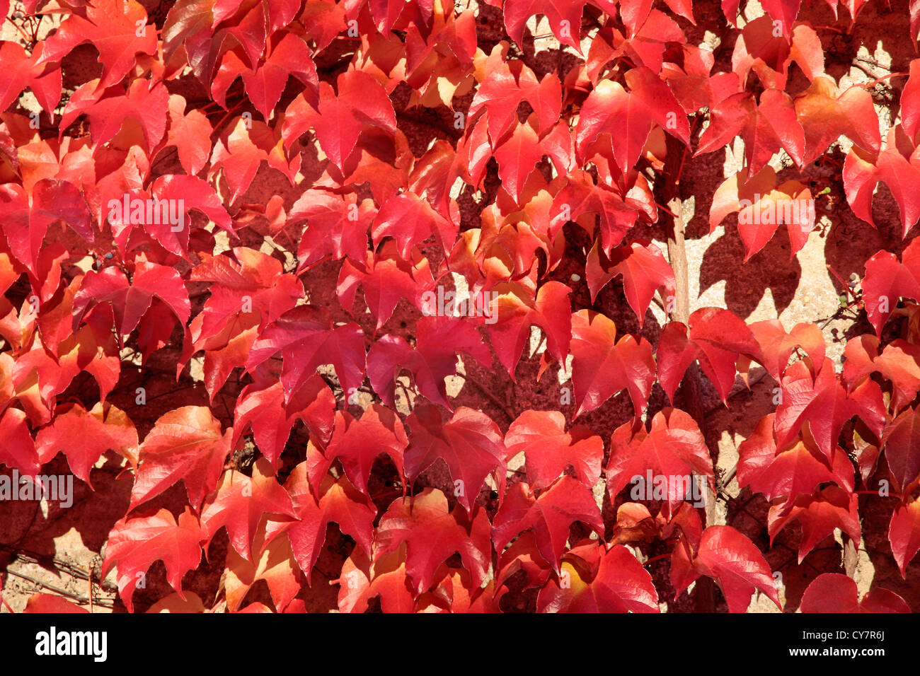 Les feuilles de vigne rouge sur un mur à Eltville, Rheingau, Hesse, Allemagne Banque D'Images