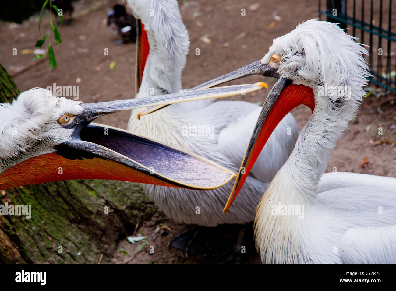 Les pélicans au Jardin zoologique de Berlin, Berlin, Allemagne Banque D'Images