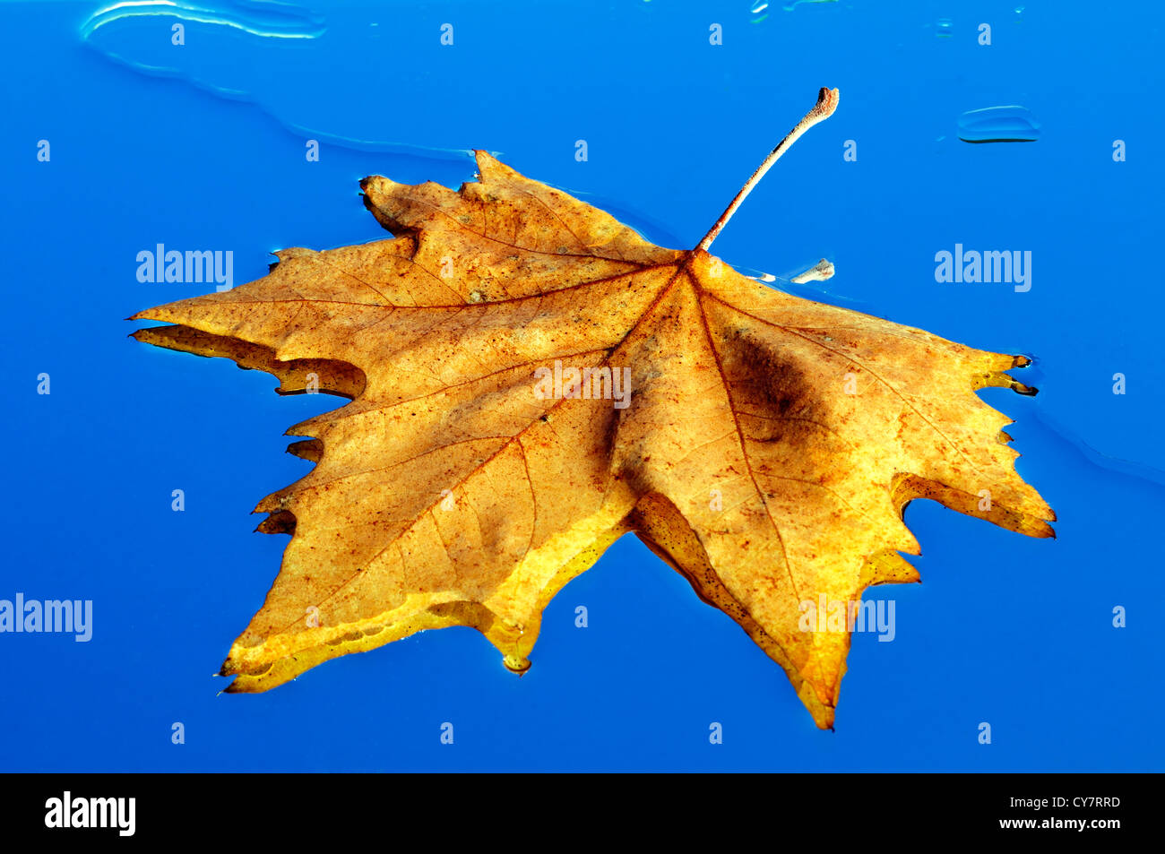 Feuilles de plan. Banque D'Images