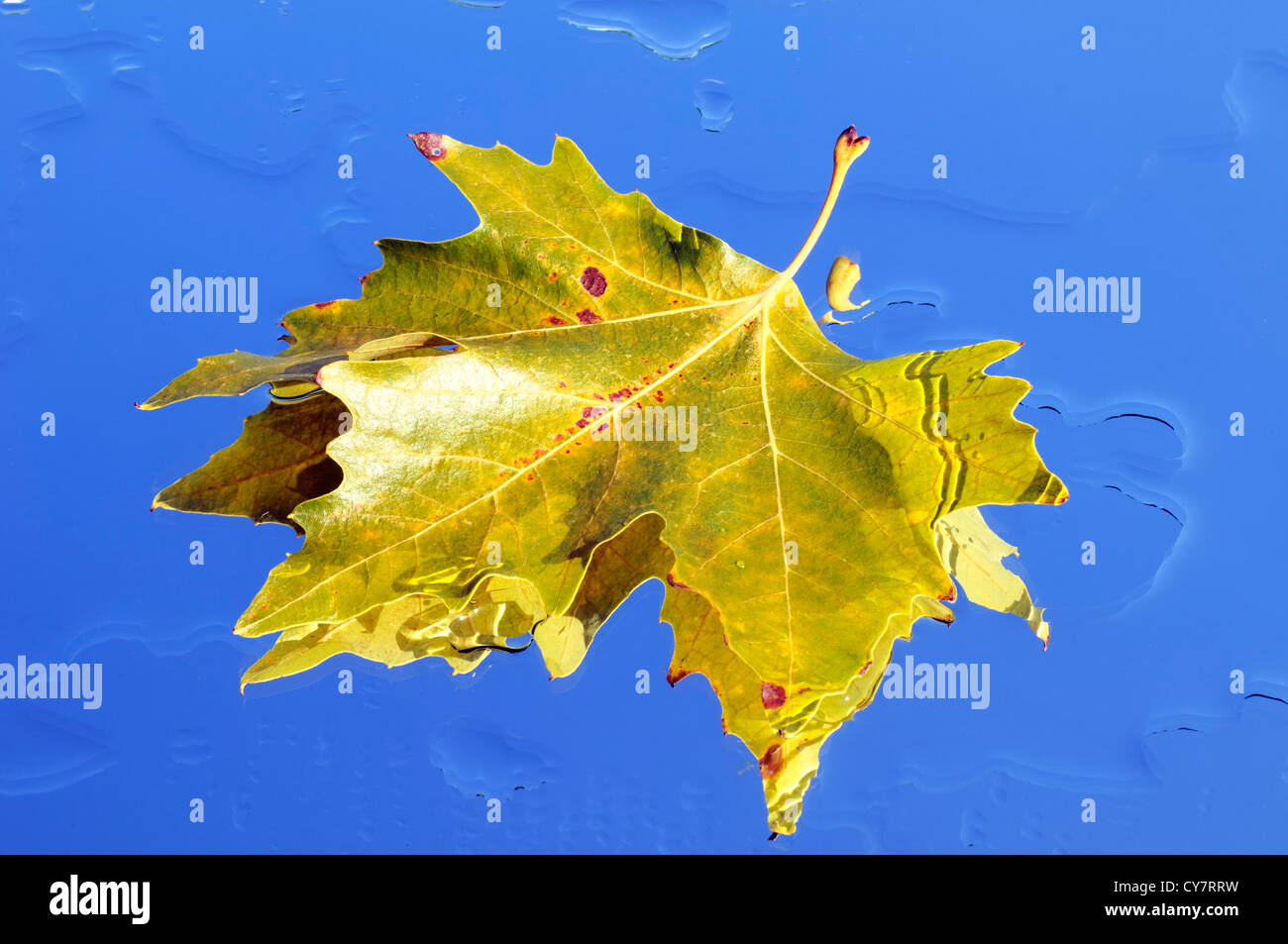 Feuilles de plan. Banque D'Images