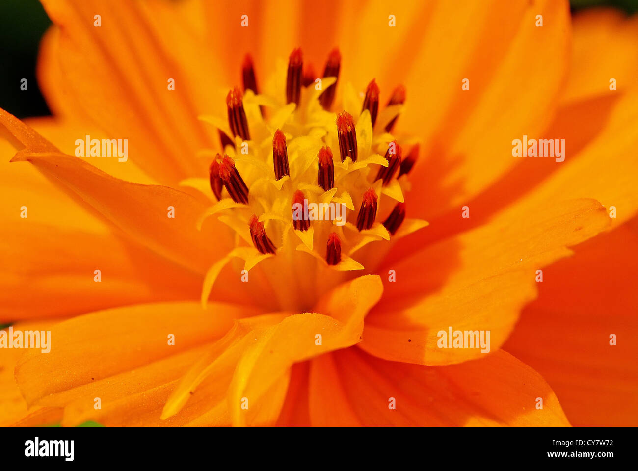 Daisy orange dans les jardins de fleurs Banque D'Images