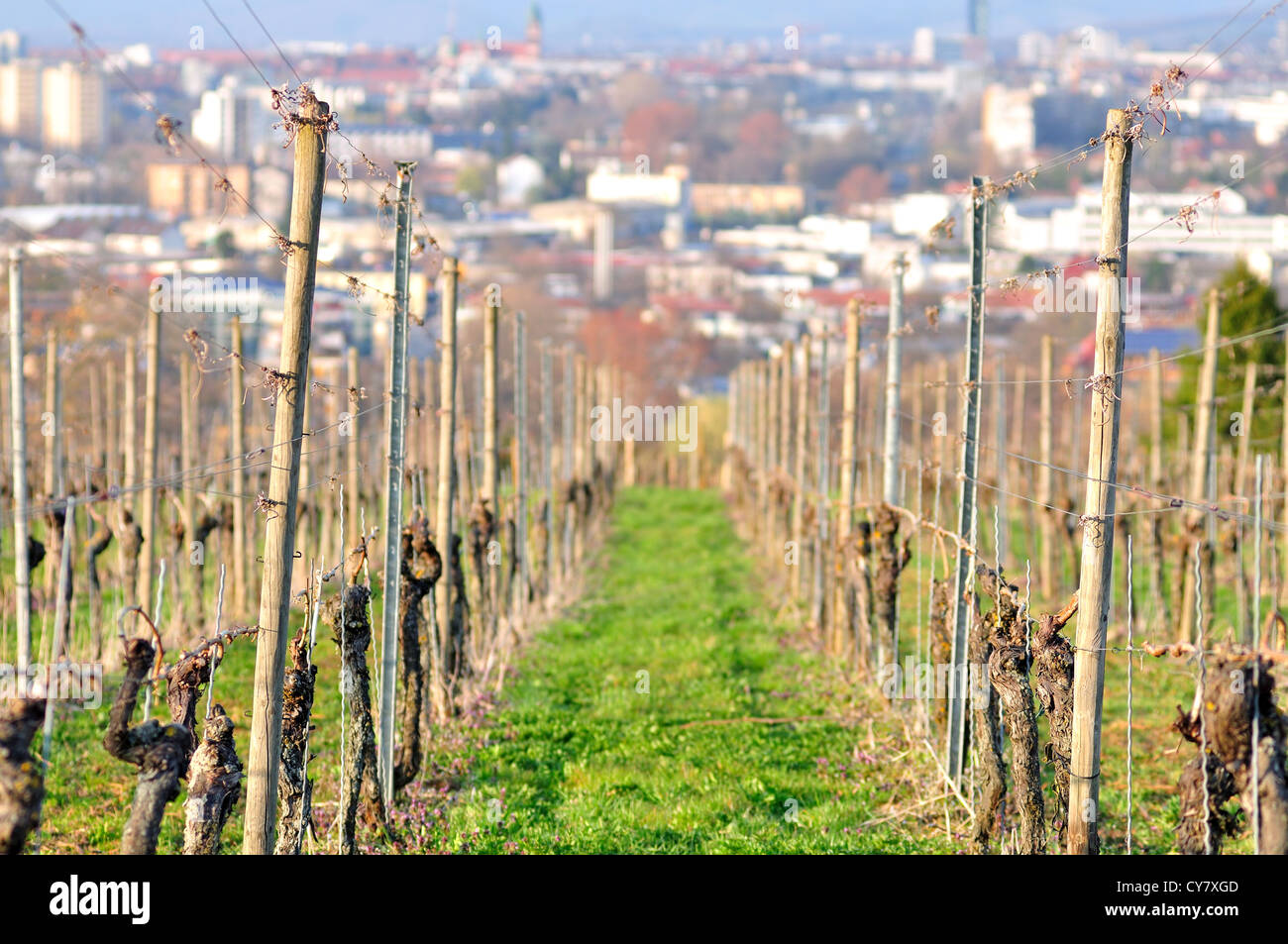 Les stocks de vigne au printemps avec vue sur la ville Banque D'Images