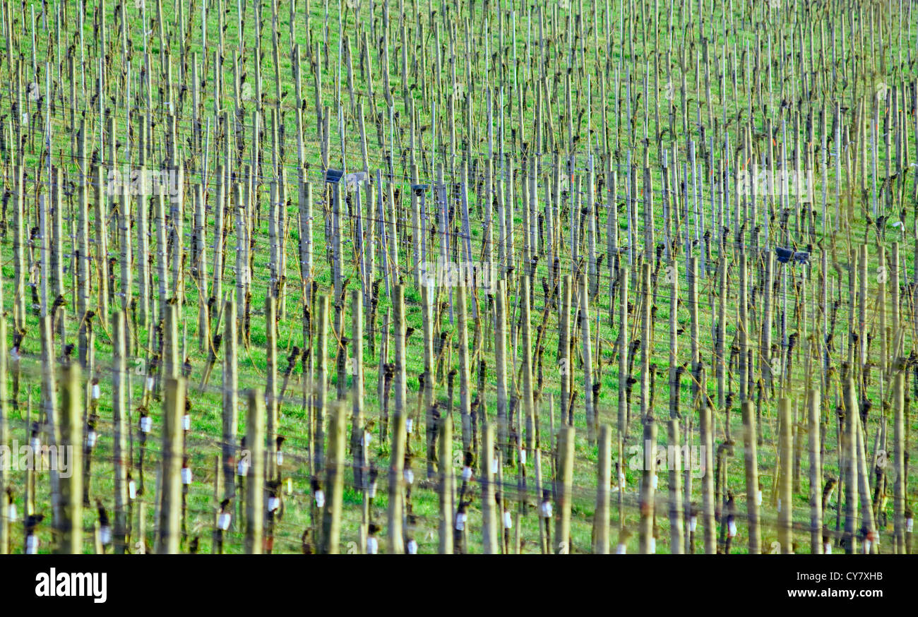 Champ de vigne au début du printemps en Allemagne Banque D'Images