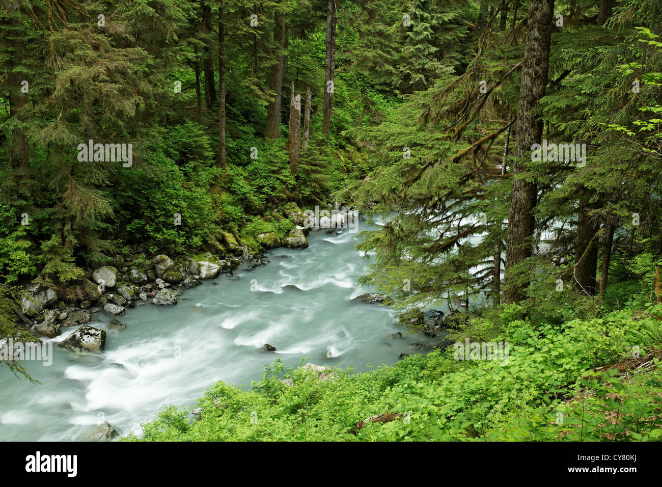 Rivière qui traverse Boulder canyon boisées, Boulder River Wilderness, mont Baker-Snoqualmie National Forest, North Carolina, USA Banque D'Images