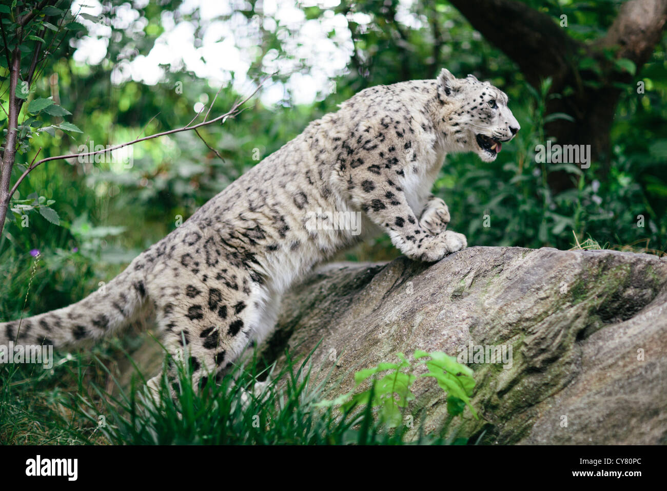 Snow Leopard au zoo de Central Park, New York Banque D'Images