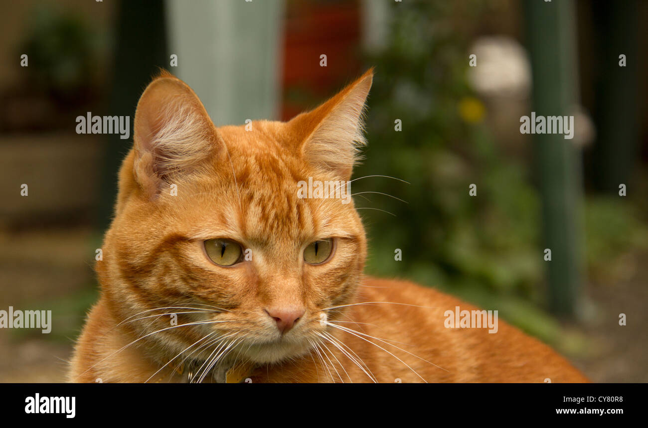 Tête de chat de gingembre à l'avant Banque D'Images