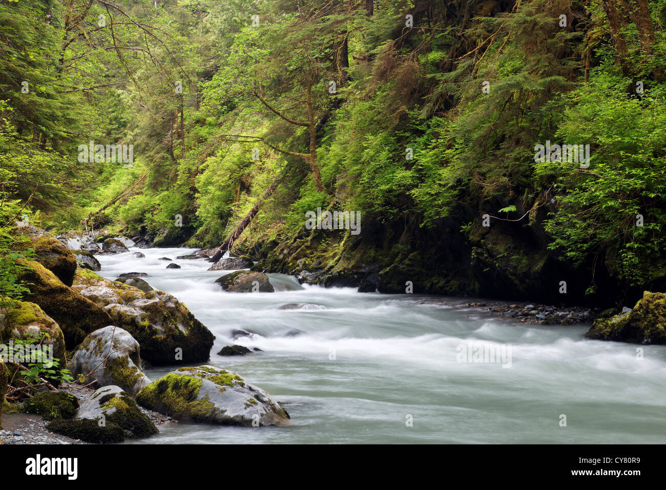 Rivière qui traverse Boulder canyon boisées, Boulder River Wilderness, mont Baker-Snoqualmie National Forest, North Carolina, USA Banque D'Images