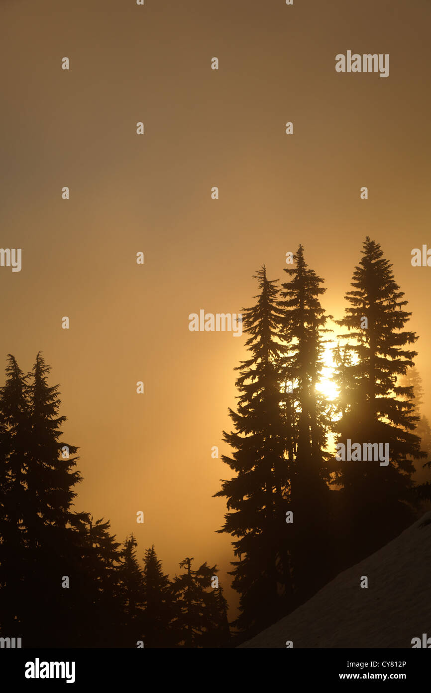 Le soleil qui rayonne à travers les arbres et un début de matinée, le brouillard Col Chinook, Mount Rainier National Park, Washington, USA Banque D'Images