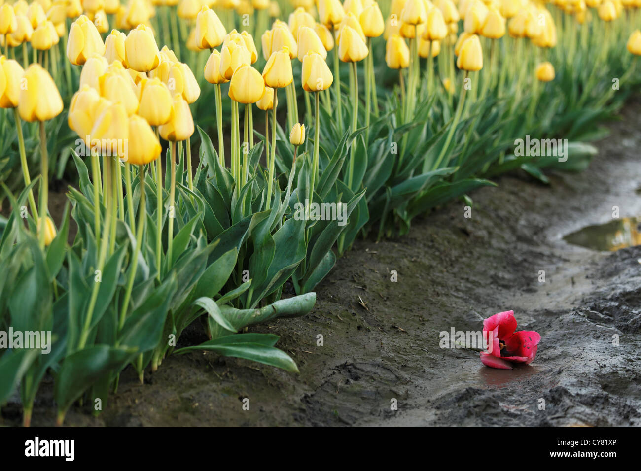 Une seule tulipe rouge tombé parmi une rangée de tulipes jaunes, Mount Vernon, Skagit Valley, Skagit County, Washington, USA Banque D'Images