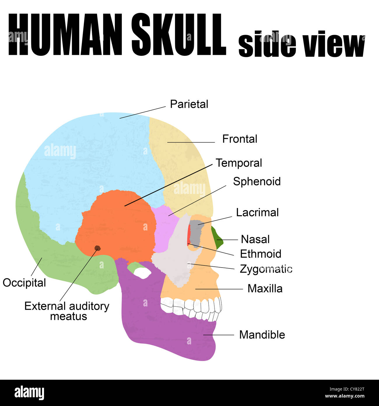 Vue latérale du crâne humain, vector illustration (pour l'éducation médicale de base, pour les cliniques et écoles) Banque D'Images