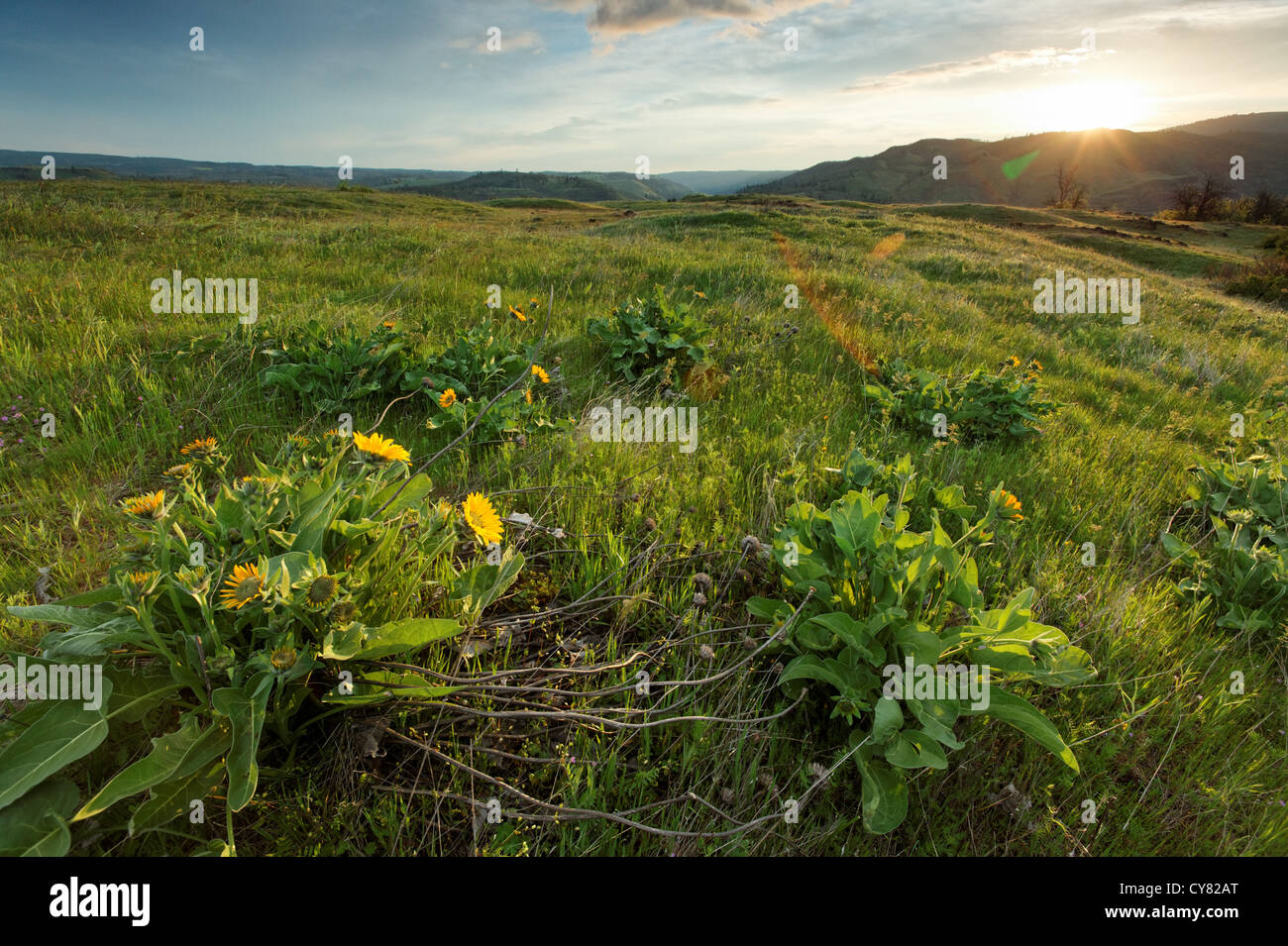 Soleil se lève sur les fleurs sauvages sur le plateau de Rowena, Tom McCall Wildflower Préserver, Rowena, Oregon, USA Banque D'Images