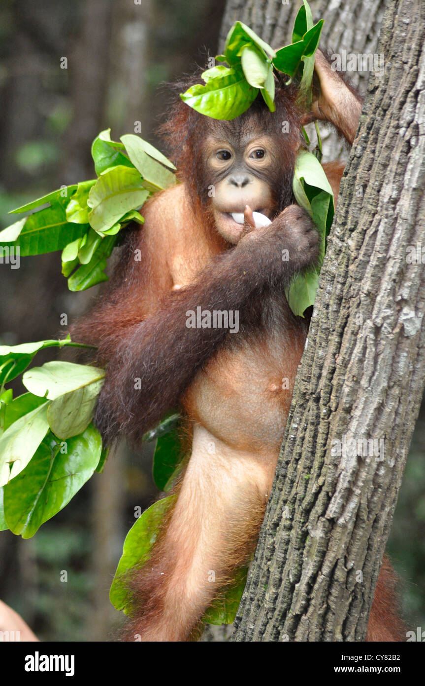 Les jeunes orang-outan Pongo pygmaeus orang-outans de Sepilok Rehabilitation Centre à Bornéo en Malaisie Banque D'Images