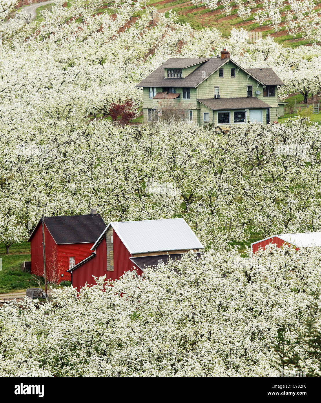 Maison et grange rouge dans la floraison des vergers, Hood River, Oregon, USA Banque D'Images