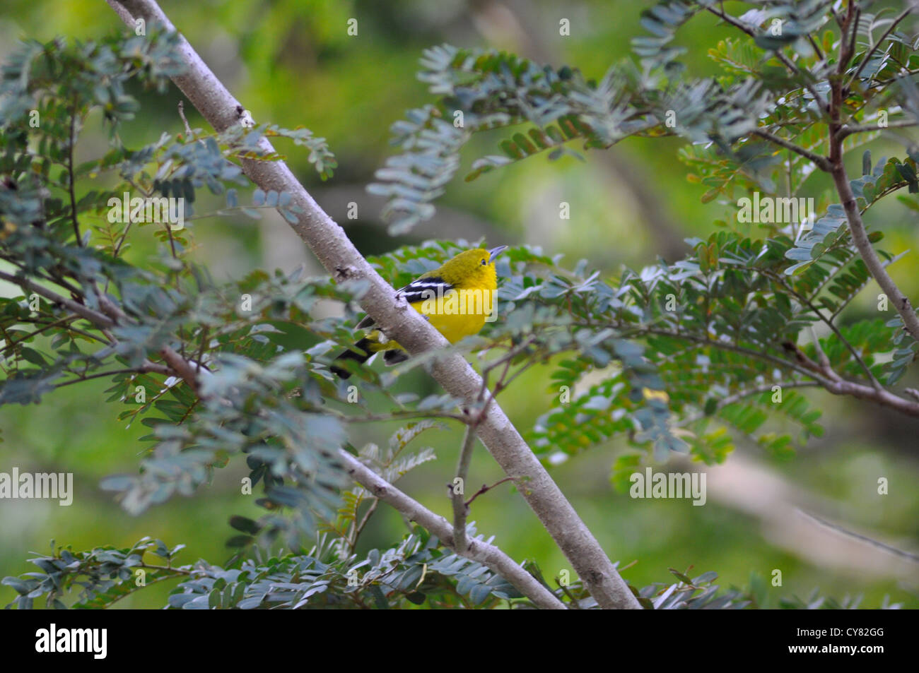 Oiseau jaune dans l'arbre à Sabah, Bornéo, Malaisie Banque D'Images