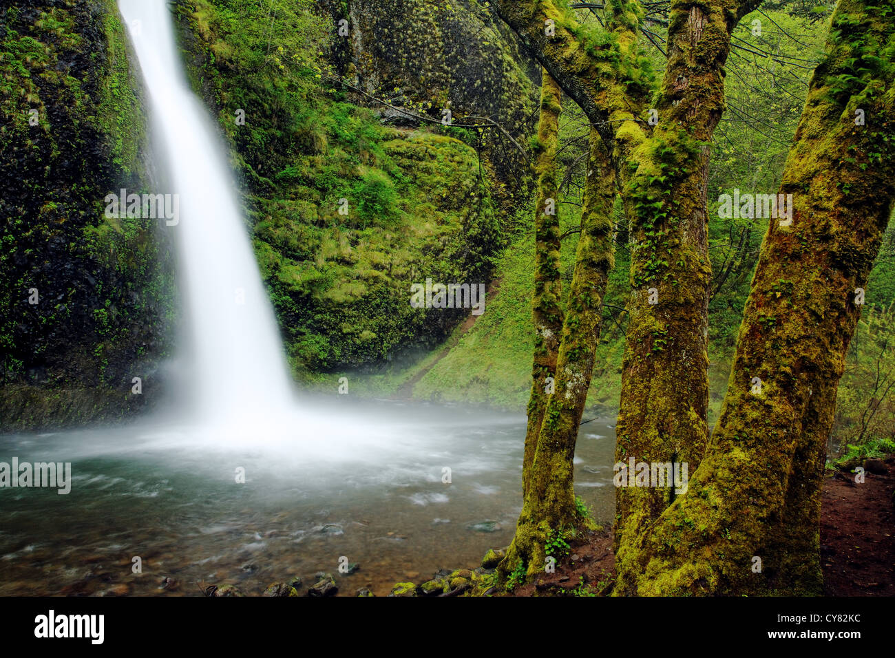 La prêle Falls, Columbia River Gorge National Scenic Area, Oregon, USA Banque D'Images