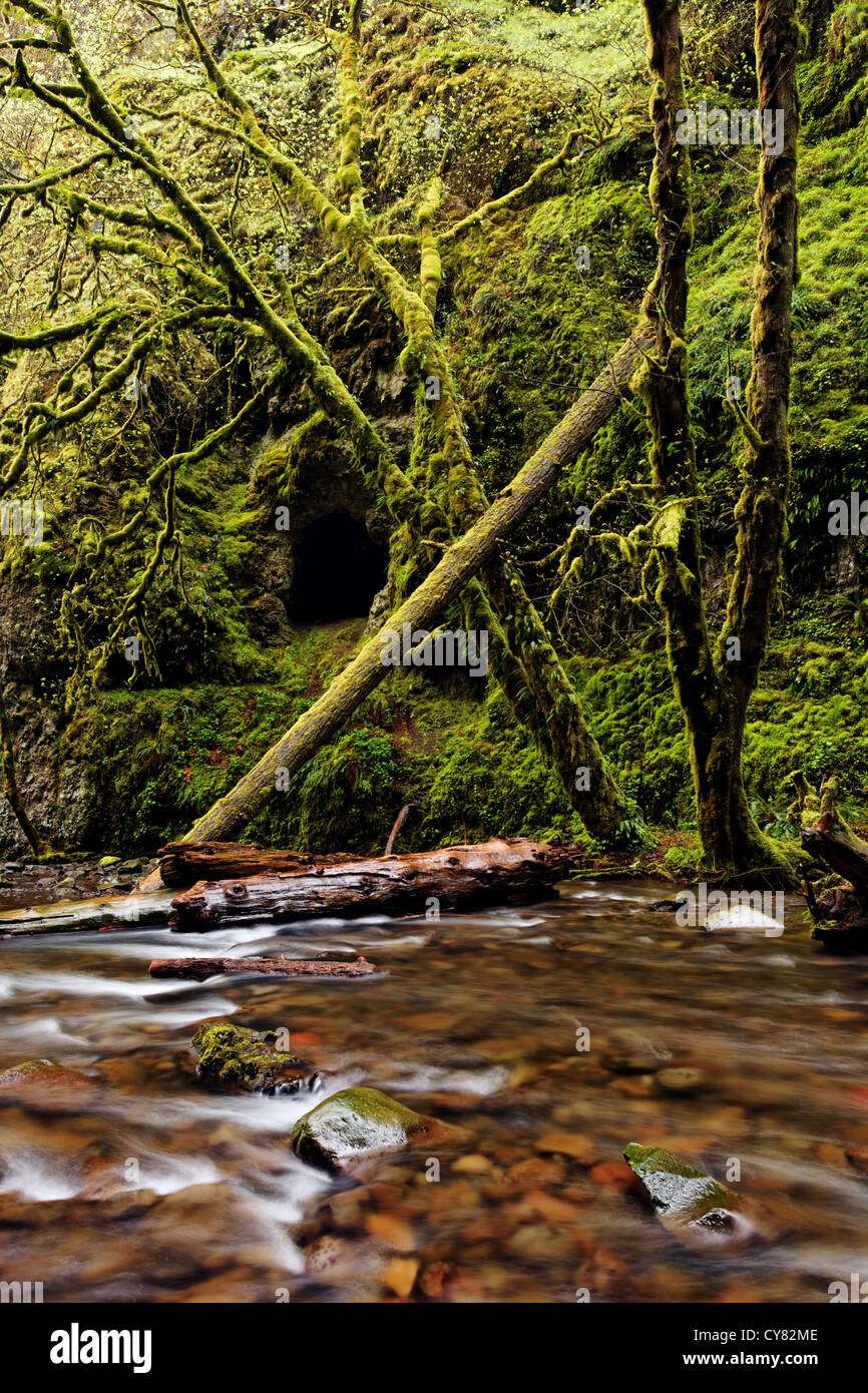 Oneonta Creek, Columbia River Gorge National Scenic Area, Oregon, USA Banque D'Images
