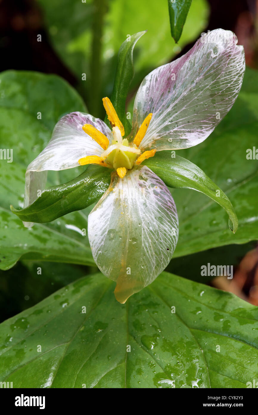 Tournant Trillium rose avec l'âge, qui se trouve le long de Réserve Naturelle Wahkeena Creek Trail, Columbia River Gorge National Scenic Area, Oregon, USA Banque D'Images