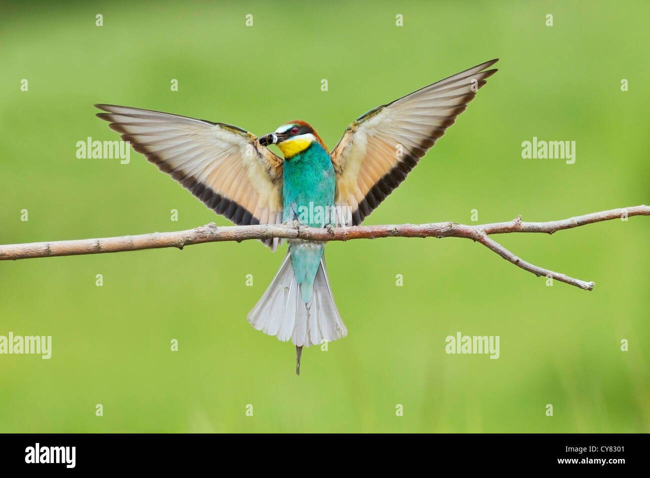 Eater Guêpier d'Europe (Merops apiaster) atterrissage sur sandre au motif abeille dans son bec, Bulgarie, Europe Banque D'Images