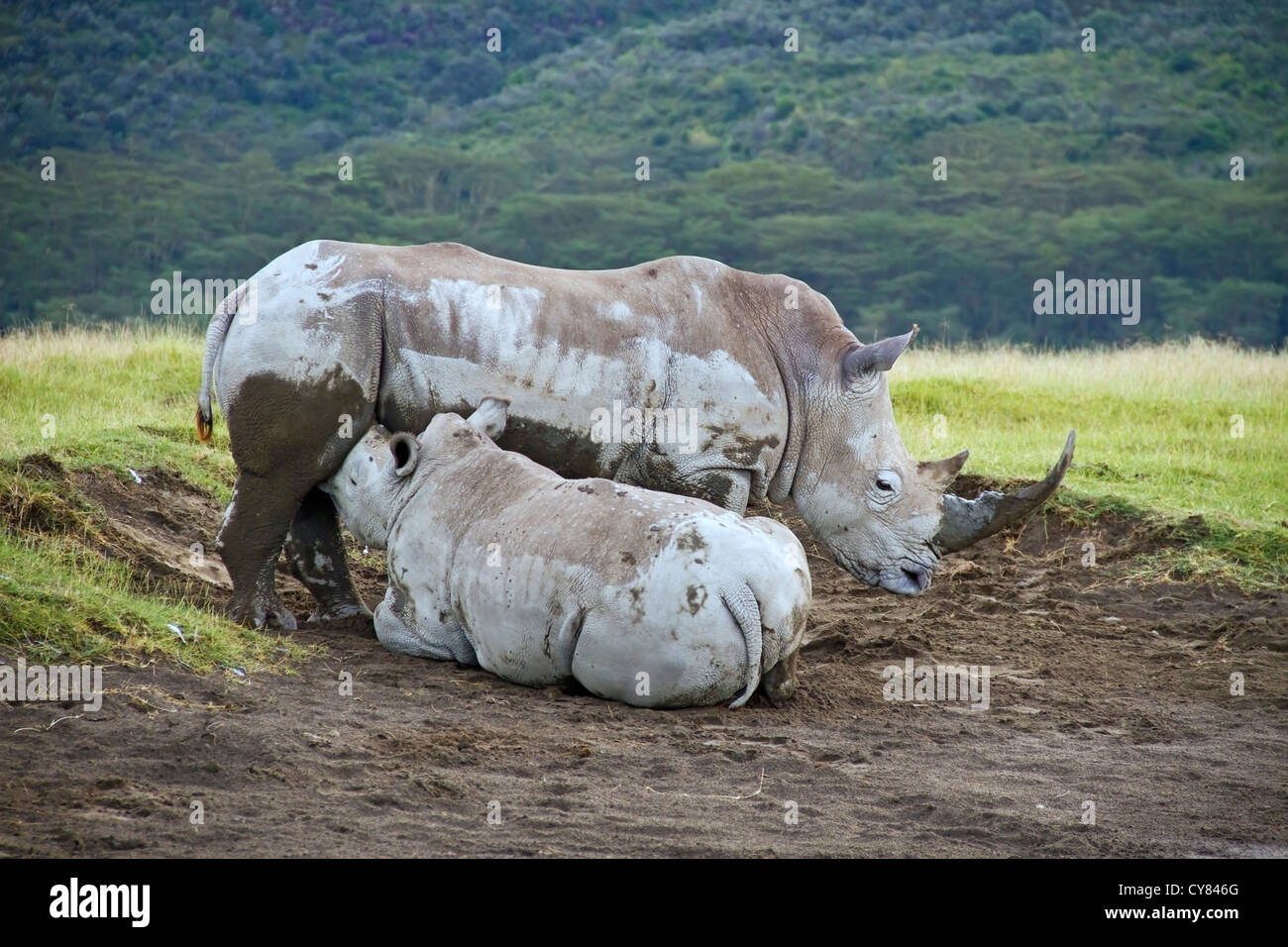 Le rhinocéros blanc (Ceratotherium simum) veau de lait chez les femmes adultes, le parc national de Nakuru, Kenya, Afrique de l'Est Banque D'Images