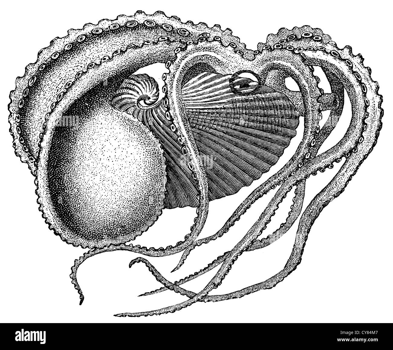 Argo dessin Banque de photographies et d’images à haute résolution Alamy