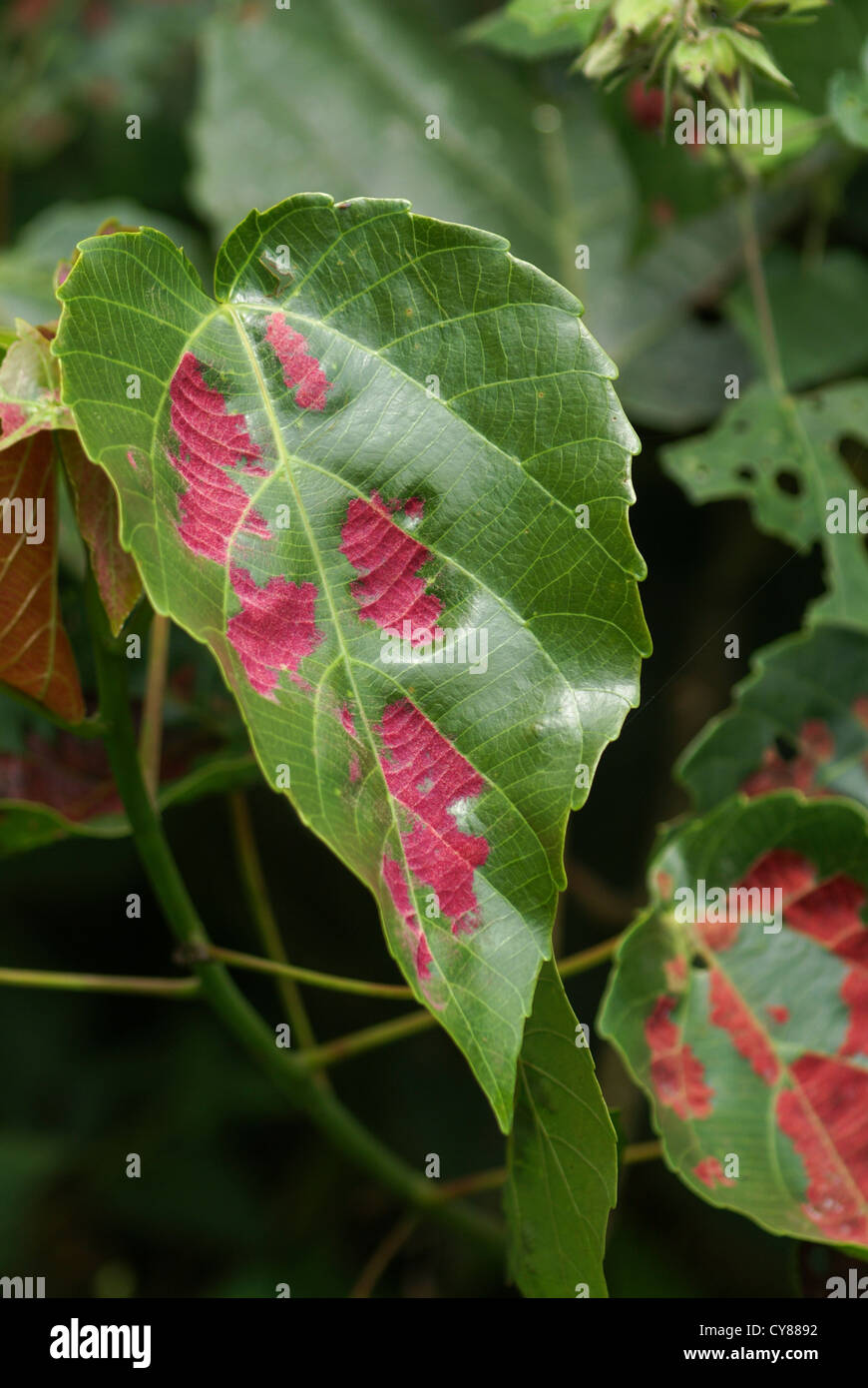 Leaf photographié en Ouganda, parc national de Kibale Banque D'Images