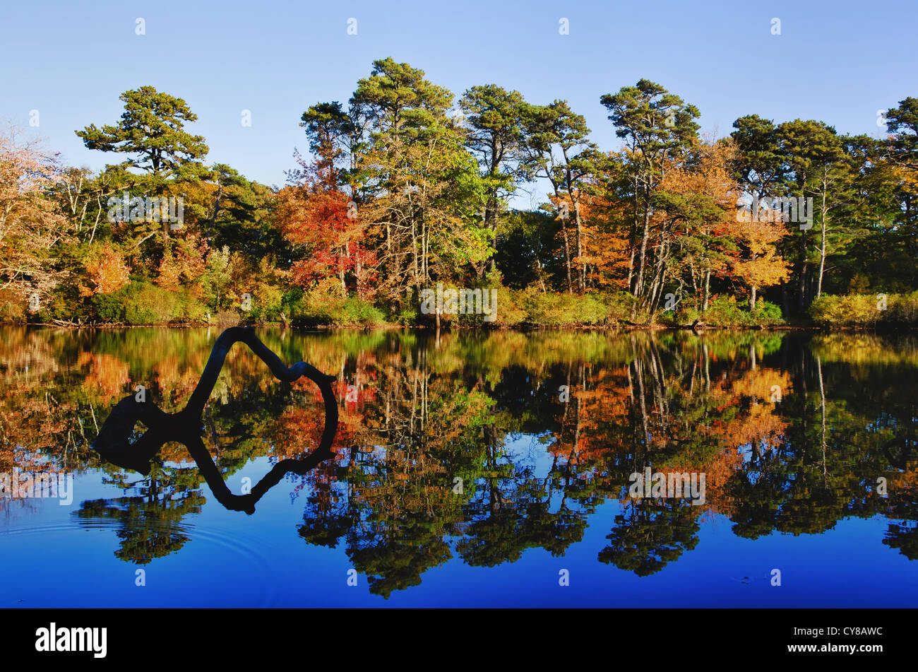 Arbre d'automne réflexions dans l'étang Banque D'Images