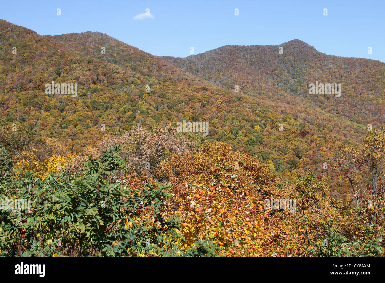 Le quartier animé de couleur à l'automne des Appalaches, en Caroline du Nord, USA Banque D'Images