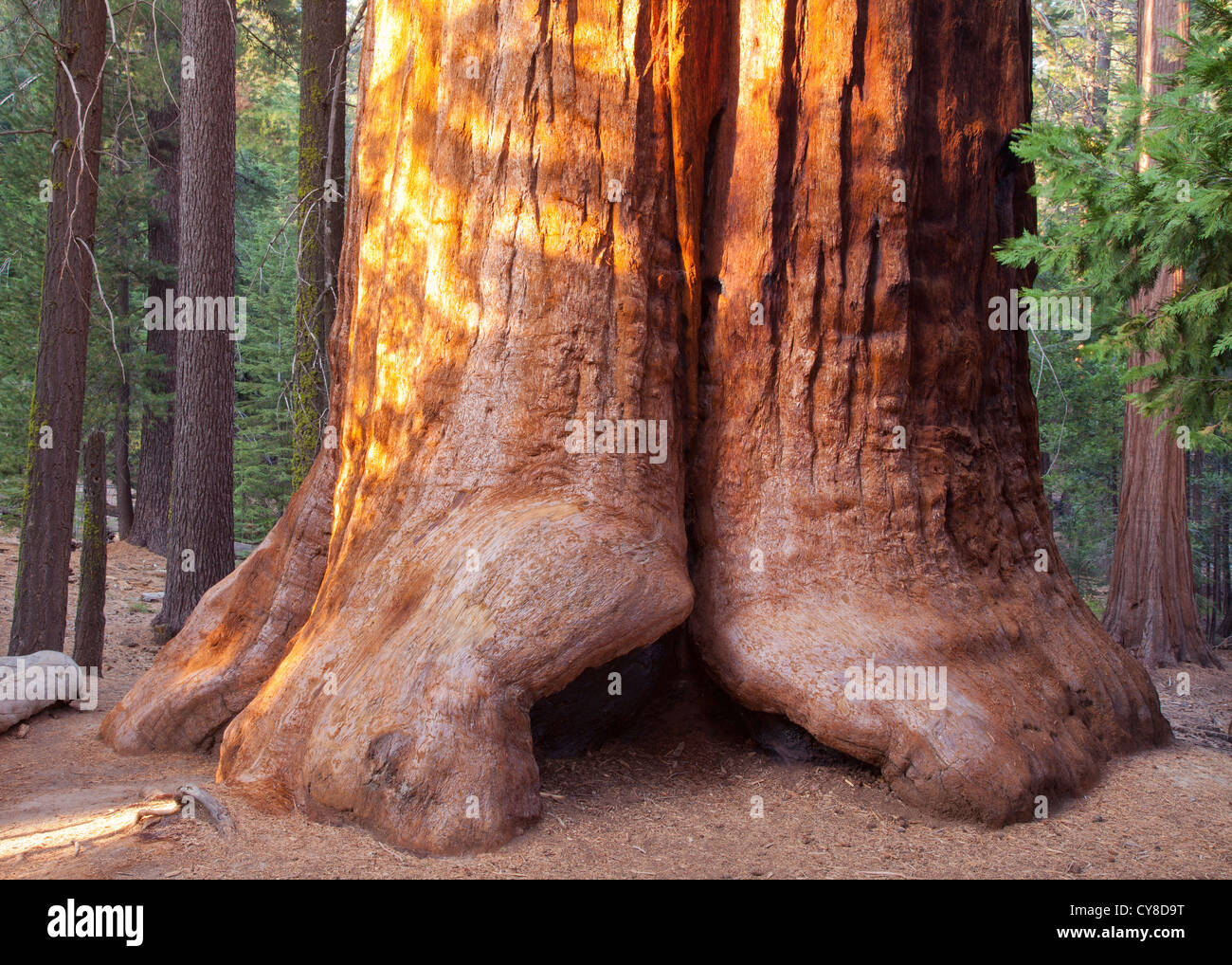 Le Séquoia géant, Sequoiadendron giganteum, Long Meadow Grove Banque D'Images