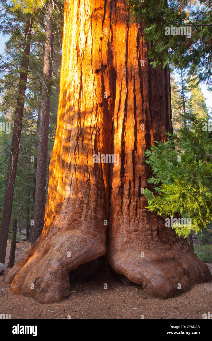 Le Séquoia géant, Sequoiadendron giganteum, Long Meadow Grove Banque D'Images