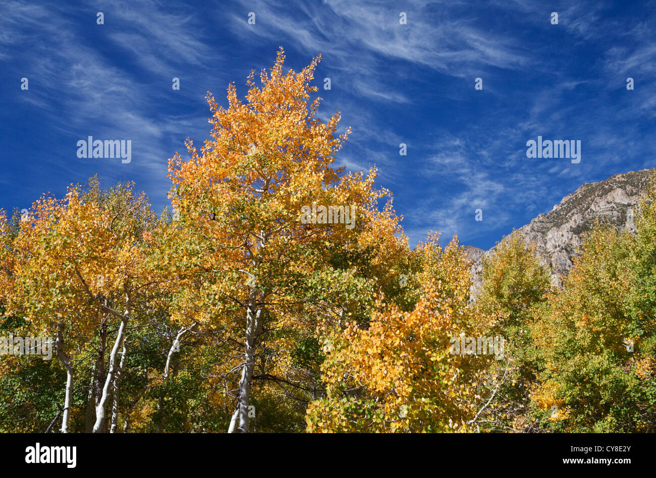 Filandreux nuages au-dessus des arbres colorés le long sentier dans Lundy Canyon dans la partie Est de la Sierra Banque D'Images