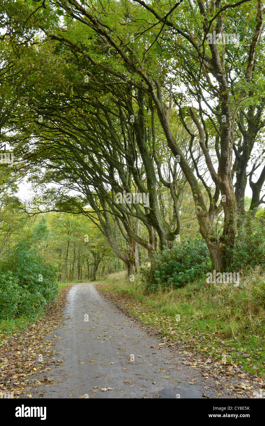 L'automne et les feuilles tombent des arbres surplombant country road. Péninsule de Kintyre, Ecosse Banque D'Images