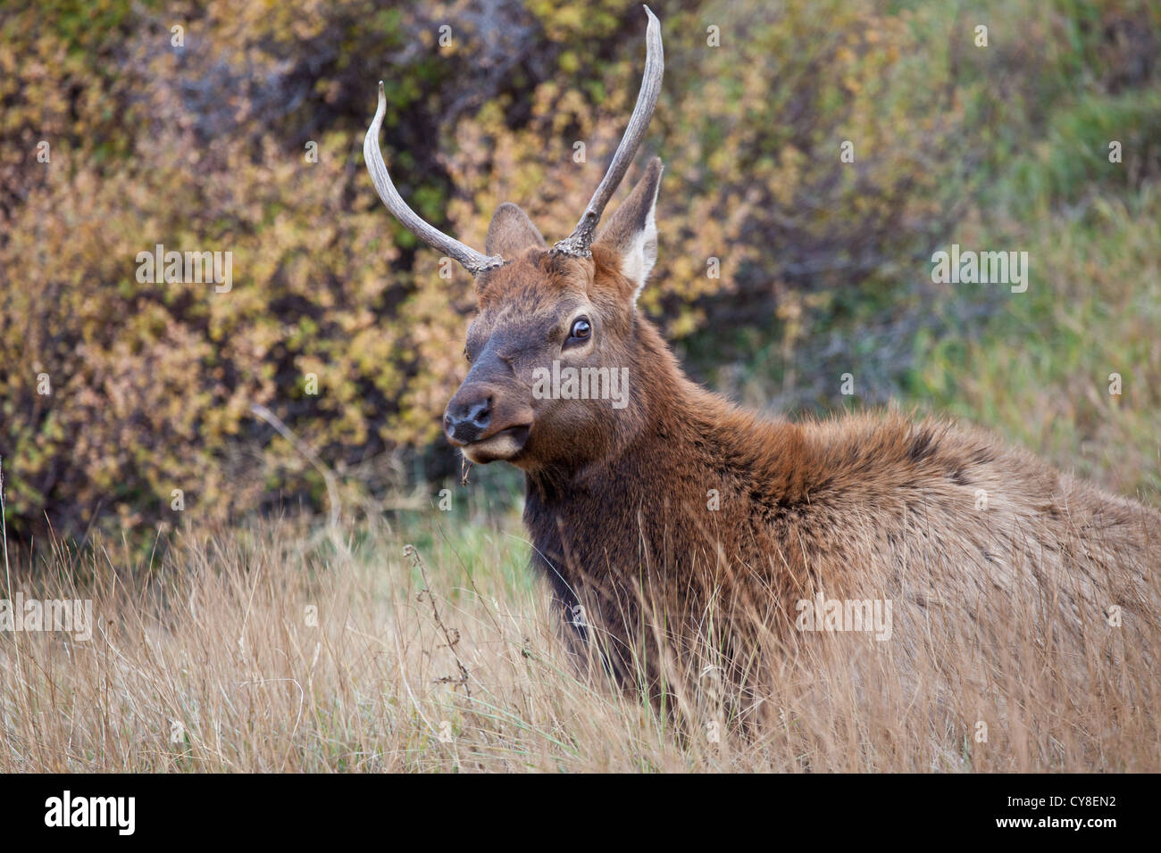 Un baccalauréat en Bull Elk se bloque à l'extérieur du troupeau de plus d'un mâle dominant dans l'espoir de siphonner les vaches au cours de l'automne, saison du rut Banque D'Images