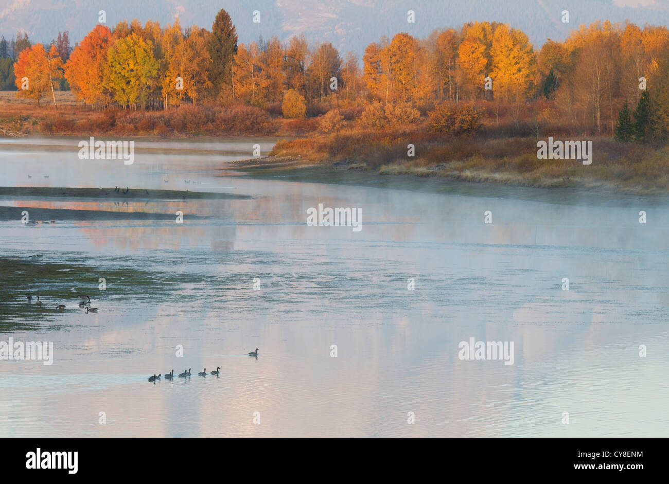 Les Bernaches du Canada sur la rivière Snake, Oxbow Bend Banque D'Images