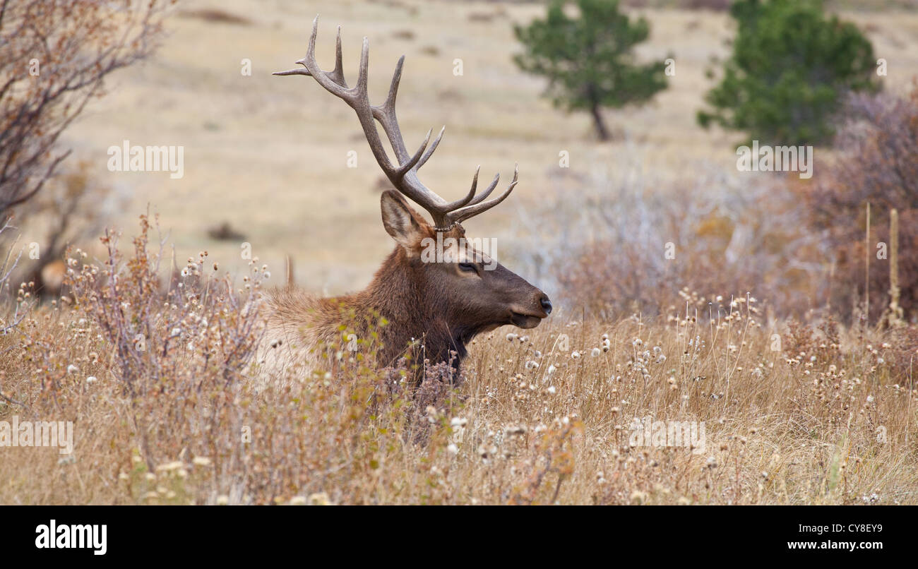 Un baccalauréat en Bull Elk se bloque à l'extérieur du troupeau de plus d'un mâle dominant dans l'espoir de siphonner les vaches au cours de l'automne, saison du rut Banque D'Images