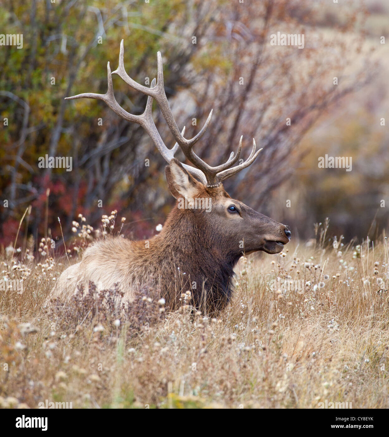 Un baccalauréat en Bull Elk se bloque à l'extérieur du troupeau de plus d'un mâle dominant dans l'espoir de siphonner les vaches au cours de l'automne, saison du rut Banque D'Images