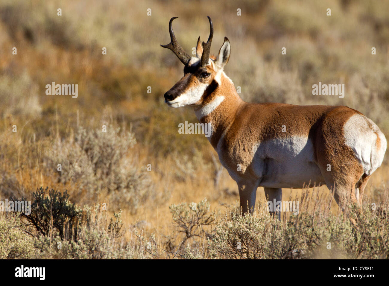 Pronghorn Antelope Buck gros plan Banque D'Images