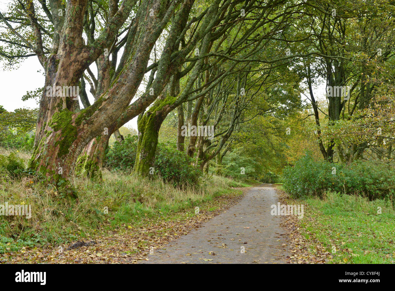 L'automne et les feuilles tombent des arbres surplombant country road. Péninsule de Kintyre, Ecosse Banque D'Images