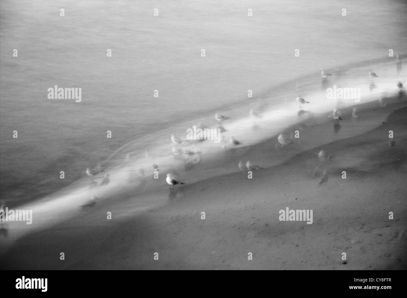 Mouettes assis sur la côte de la mer cloudscape Banque D'Images