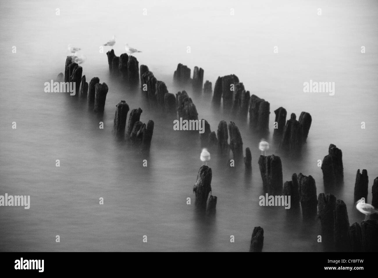 Mouettes assis sur brise-lames dans la mer cloudscape Banque D'Images