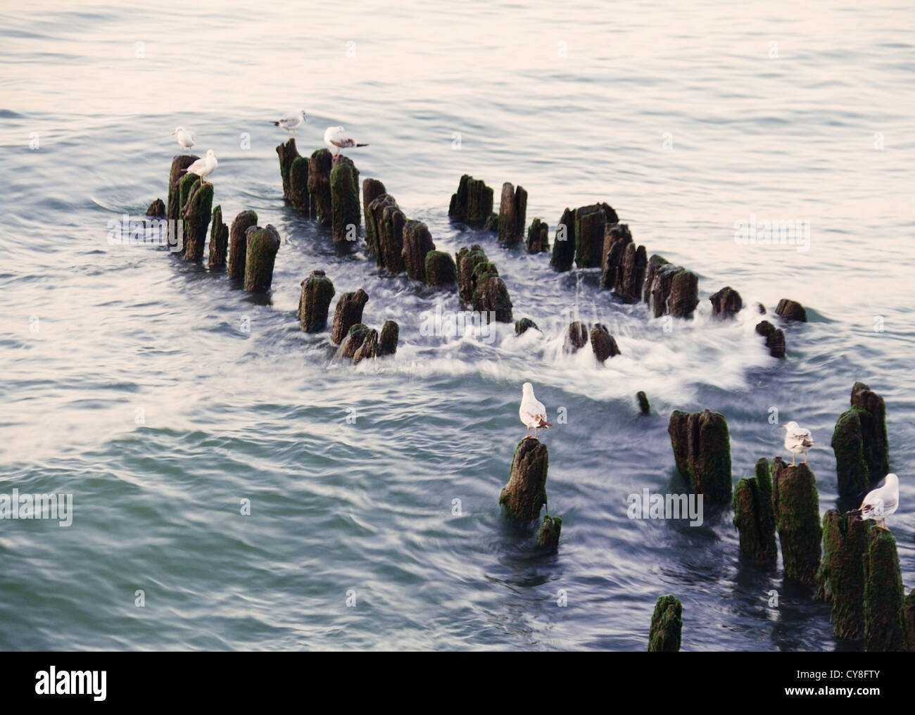 Mouettes assis sur brise-lames dans la mer du soir Banque D'Images